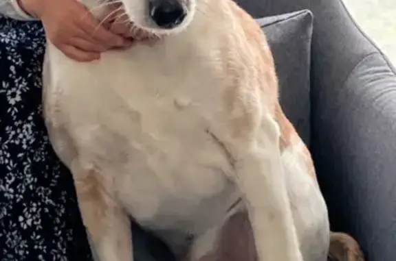 Fox terrier 10 ans perdu à Voivres - photo