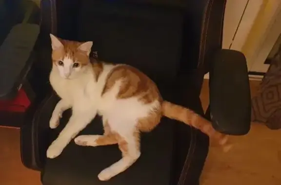 Chat roux et blanc perdu à Baud - photo