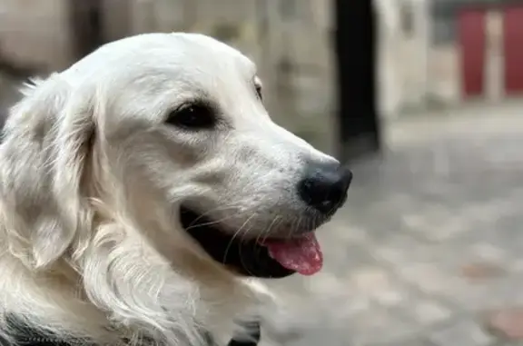 Golden Retriever perdu à Loire-les-Marais - photo
