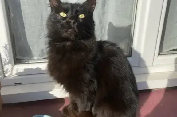 Chat perdu, , photo: Chat noir Aery disparu, craintif chiens