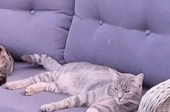 Animaux perdus , photo: Chat gris argenté perdu à Fontenois