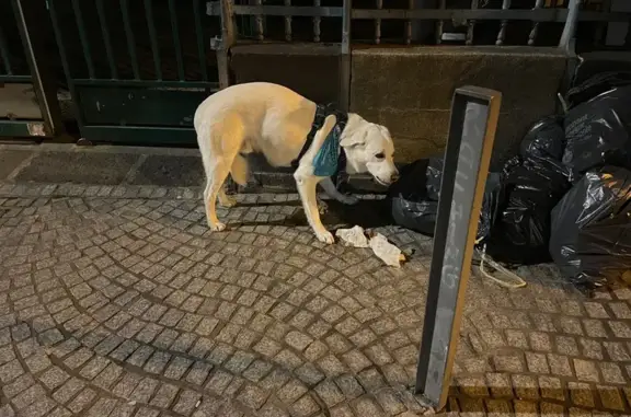 Chien blanc mâle trouvé Rue Fontgieve - photo