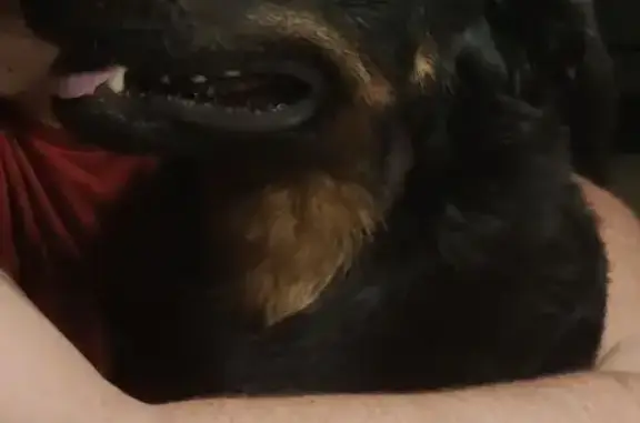 Beauceron mâle 5 ans perdu à Béthune - photo