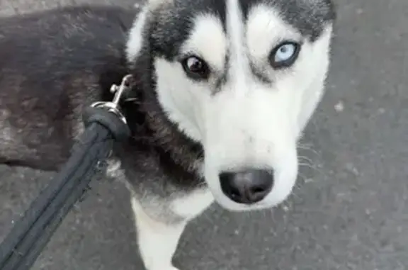 Chien trouvé Tergnier, photo: Husky femelle trouvée rue Arago, Tergnier