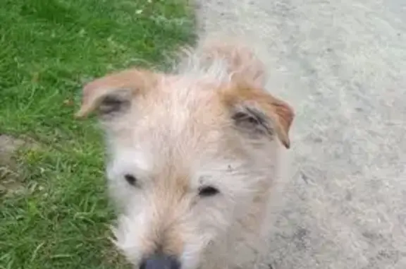 Chien perdu Vitré, photo : Ratier marron 16 ans perdu à Vitré