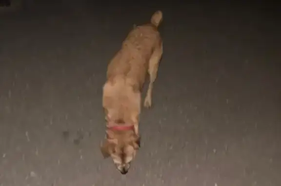 Chien mâle trouvé à Longeville-lès-Metz - photo