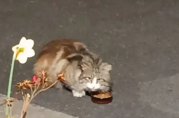 Animaux trouvés Nouvelle-Aquitaine, photo: Chat sociable blanc/gris/marron trouvé