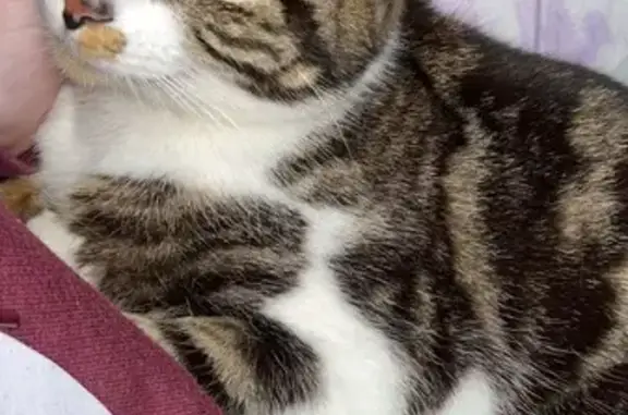 Chat tigré perdu à Bossay-sur-Claise - photo
