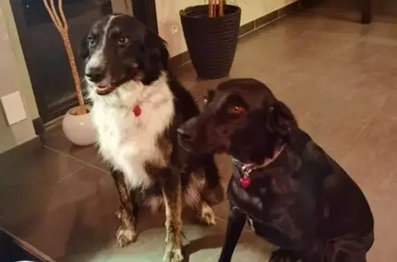 Chiens disparus à Feins : Nattie et Wanila - photo