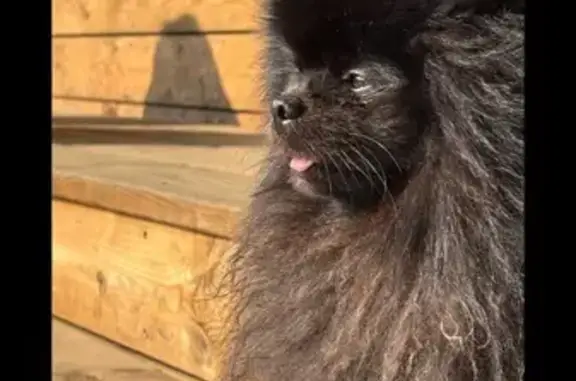 Chien perdu à Cenon : Mowgli recherché - photo