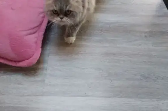 Chat trouvé , photo: Chat femelle persan trouvée à Clarac