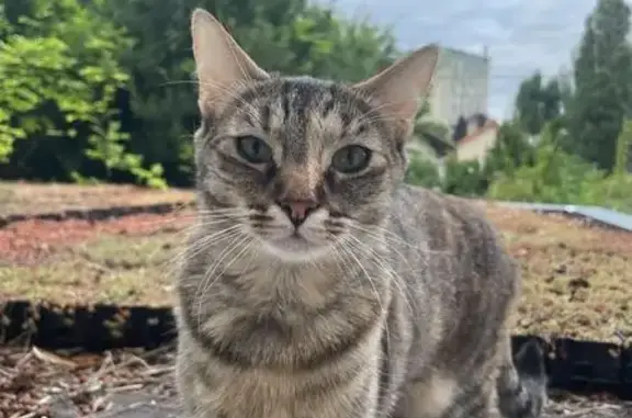 Chat perdu, Aulnay-sous-Bois, photo: Chatte tigrée disparue à Aulnay-sous-Bois