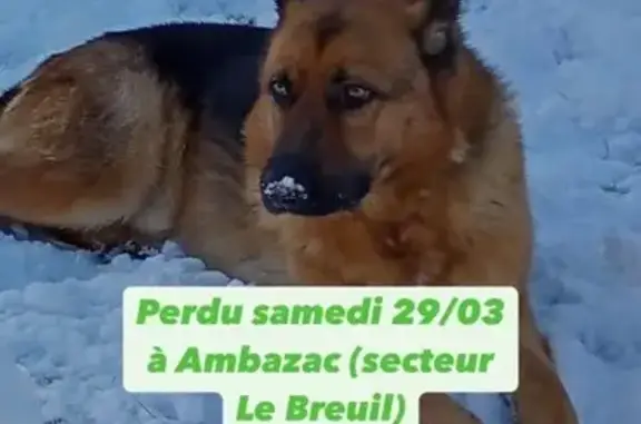 Chien perdu Ambazac, photo : Berger allemand 3 ans perdu à Ambazac