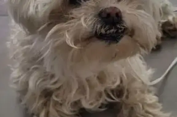 Chien trouvé , photo: Bichon trouvé sur avenue Raynaud