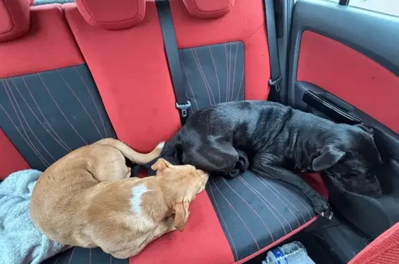 Chien trouvé Menneval, photo: Deux petits chiens trouvés à Menneval