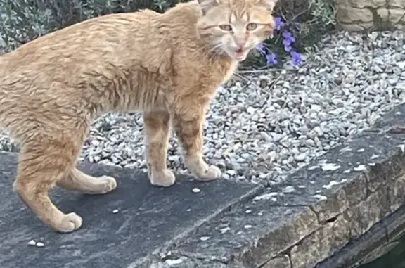 Chat mâle non castré trouvé au Mans - photo