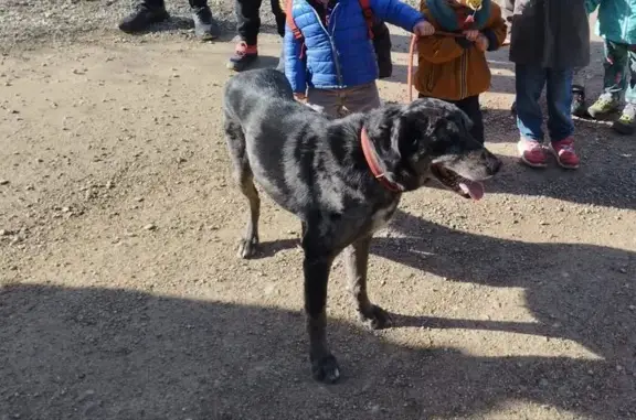 Chien perdu Le Rove, photo : Chien disparu au Rove, collier rouge