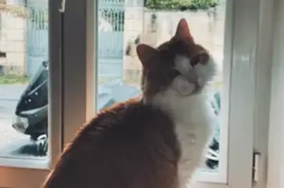 Mangot, chat roux-blanc perdu à Le Gua - photo