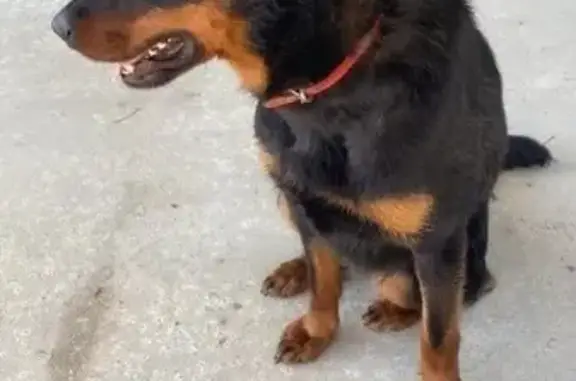 Animaux trouvés , photo: Beauceron noir et feu trouvé à Évellys