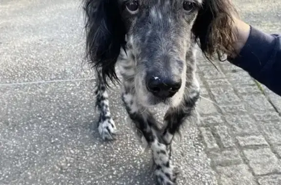 Chien trouvé Bram, photo: Épagneul breton trouvé à Bram (11)
