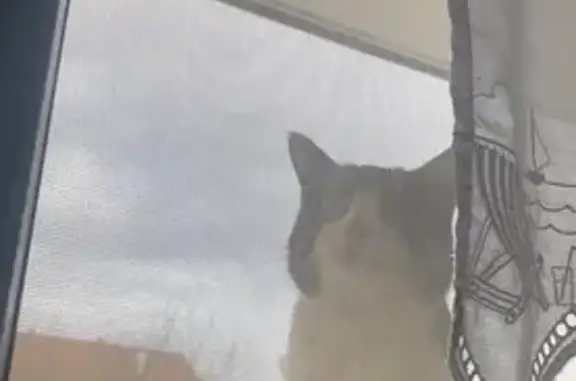 Animaux trouvés Les Fins, photo: Chat errant cherche refuge et affection