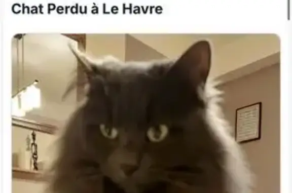 Chat perdu, , photo: Chatte grise peureuse perdue au Havre