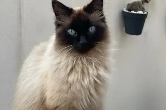 Chat perdu, Éleu-dit-Leauwette, photo: Chat perdu : mâle beige/marron, câlin
