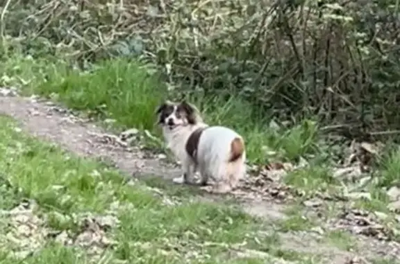 Chien blanc et marron trouvé à Coubron - photo