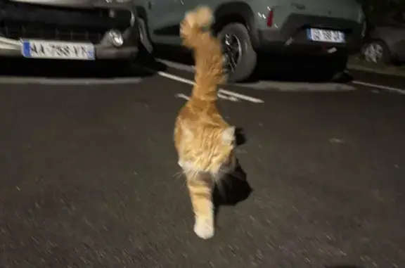Chat sociable trouvé rue Jean Jaurès, Reims - photo