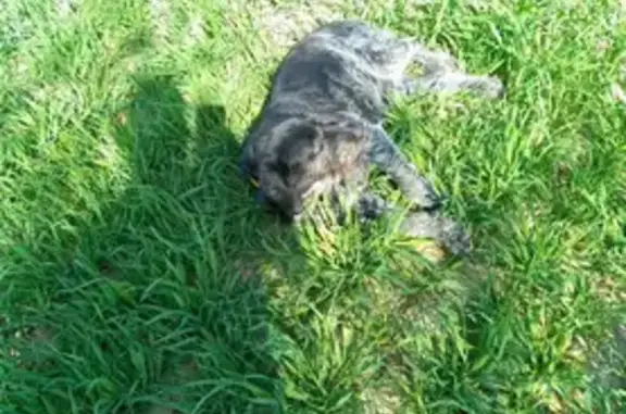 Chiens perdus: Drathar & Springer à Valeins - photo