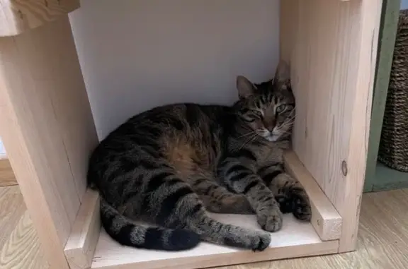 Animaux perdus Golbey, photo: Chat mâle tigré disparu à Golbey