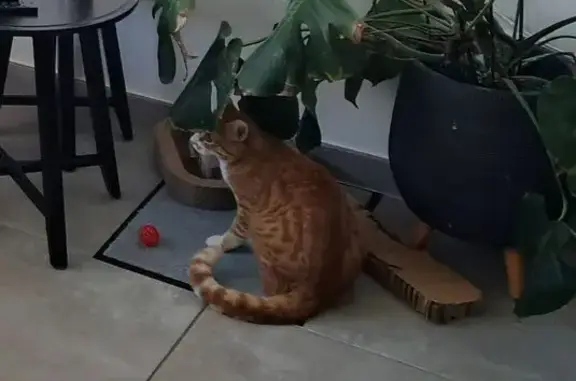 Chat roux et blanc perdu, Fleury-les-Aubrais - photo