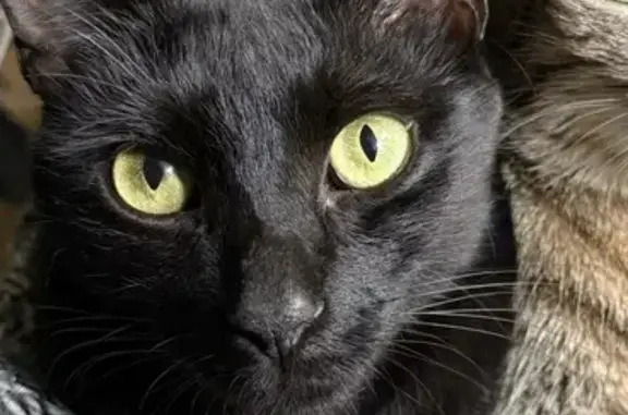 Chat perdu, Montreuil, photo: Chat noir disparu à Montreuil (93)