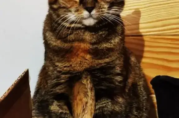 Chatte européenne disparue à Douai - photo
