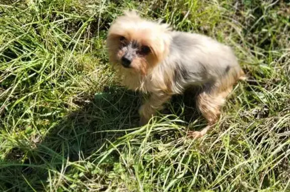 Chienne âgée Fanny perdue à Tourville - photo