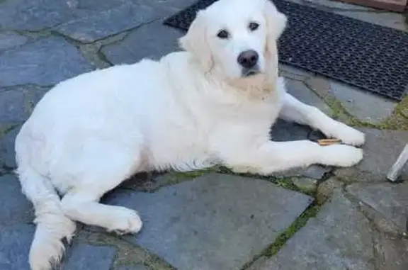 Chien perdu Surzur, photo : Chien perdu : BB golden 7 mois, Surzur