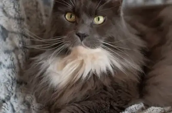 Animaux perdus , photo: Main Coon gris perdu à Allainville