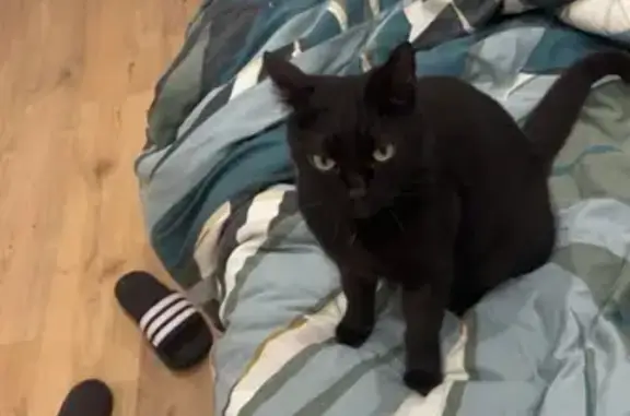 Chat trouvé Vichy, photo: Chat noir câlin trouvé à Vichy