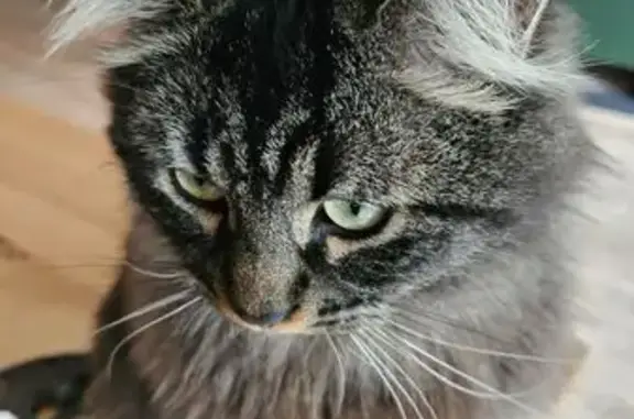 Animaux perdus Nantes, photo: Bibi, chat tigré disparu à Nantes