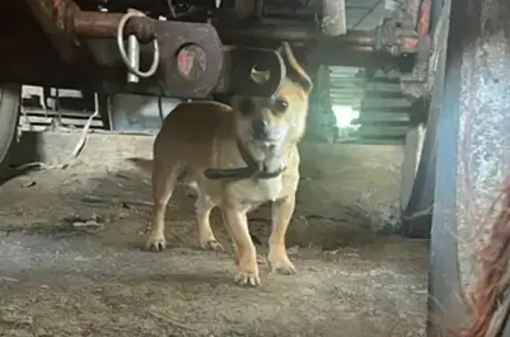 Chien trouvé à Sourdeval, Normandie - photo