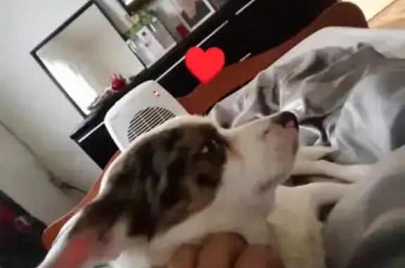 Chien perdu, Jack Russel croisé, Pézilla - photo