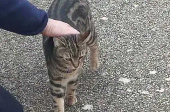 Animaux perdus Saint-Gély-du-Fesc, photo: Chat tigré perdu à Saint-Gély-du-Fesc