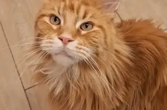 Chat Maine Coon roux perdu, récompense offerte - photo