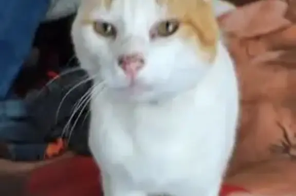 Chat perdu, , photo: Chat perdu : blanc et roux à Sceaux-du-Gâtinais