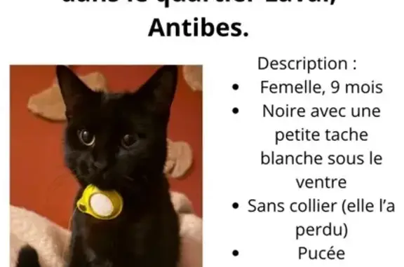 Chat noir perdu, enceinte, Antibes - photo