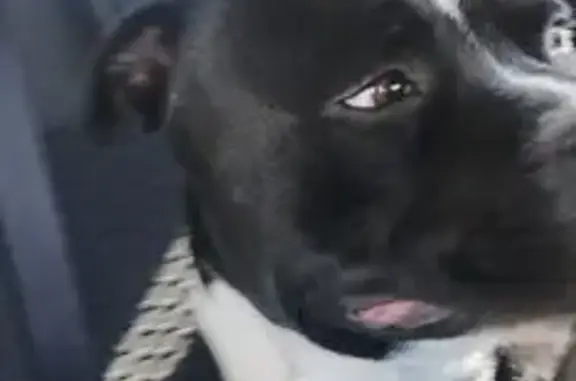 Chien trouvé Marignane, photo: Staffie noir et blanc trouvé à Marignane