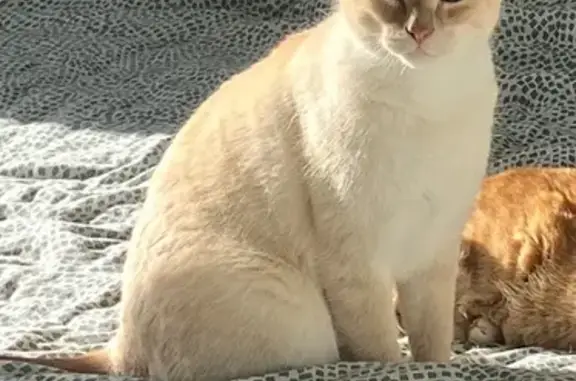 Chat perdu : Nelson, crème, yeux bleus - photo