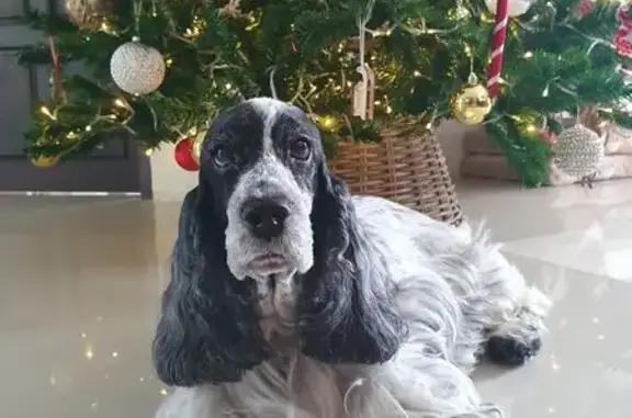 Chien perdu , photo : Cocker noir et blanc perdu à Vincelles