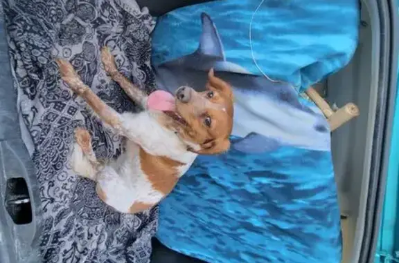 Chien trouvé Port-Louis, photo: Épagneul breton trouvé à Locmiquélic