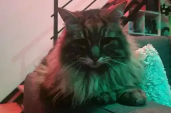 Chat trouvé à Beauzelle, gentil et calme - photo